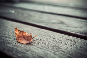 autumn leaf