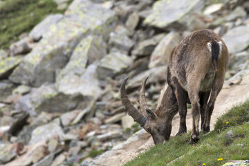 Ibex eating
