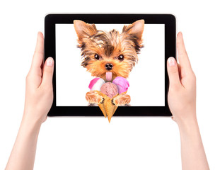dog licking with ice cream on tablet screen