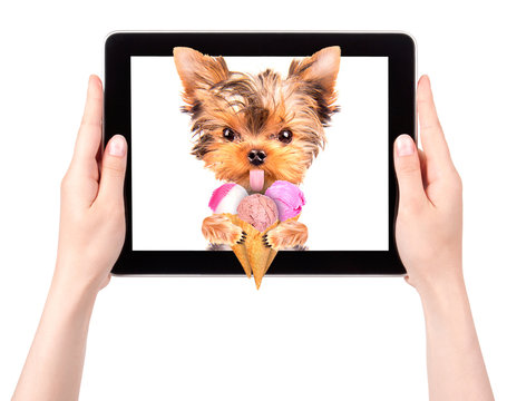 Dog Licking With Ice Cream On Tablet Screen