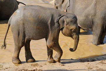 Fototapeta premium elephant calf in the wild