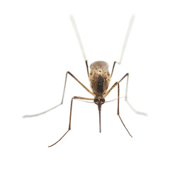Mosquito portrait