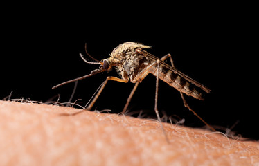 Bloodsucker mosquito on human skin, low point of view
