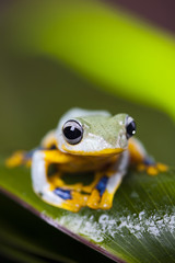 Exotic frog in indonesia