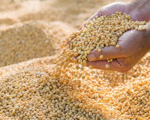 soy beans after harvest