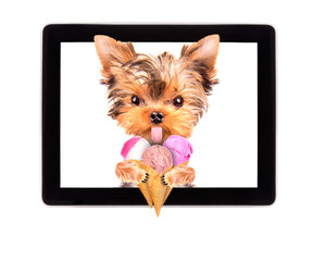 dog licking with ice cream on tablet screen