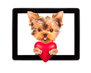 dog holding heart with tablet computer