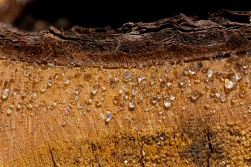Dendrochronologie