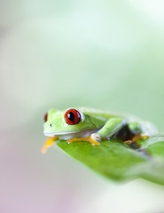 Red eyed frog green tree 