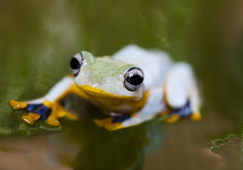 Exotic frog in indonesia