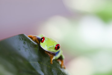 Red eye tree frog