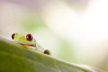 Red eye tree frog