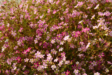 Close up of little violet flower