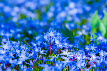 Frühling