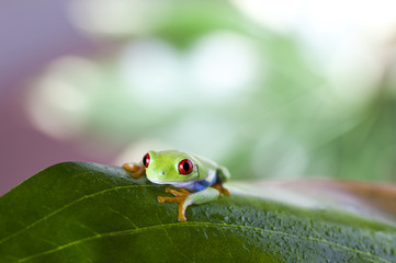 Frog on the leaf