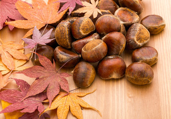 Chestnut and maple on wooden background