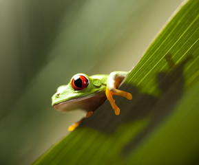 Frog shadow on the leaf 