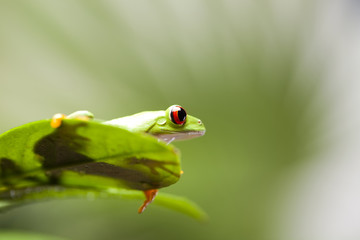 Fototapeta premium Frog 