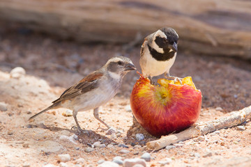 Two Cape Sparrows (Passer melanurus)