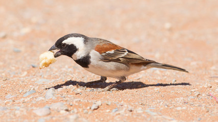 Cape Sparrow (Passer melanurus)