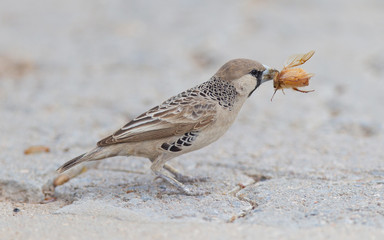 Cape Sparrow (Passer melanurus)