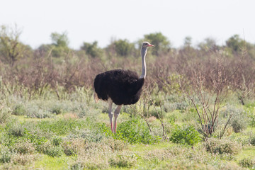 Naklejka premium Female ostrich walking in Etosha national park