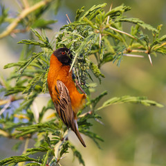 Southern Red Bishop busy building a nest