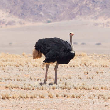 Male ostrich walking in the Namib desert