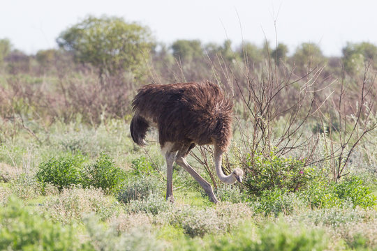 Female ostrich walking in Etosha national park