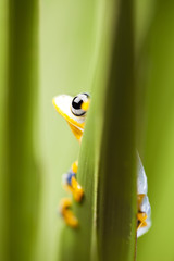 Fototapeta premium Frog on the leaf 