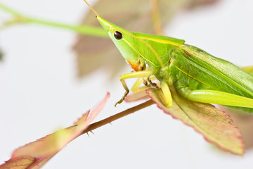 Grasshopper perching on a leaf