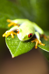 Green tree frog
