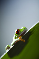 Frog shadow on the leaf 