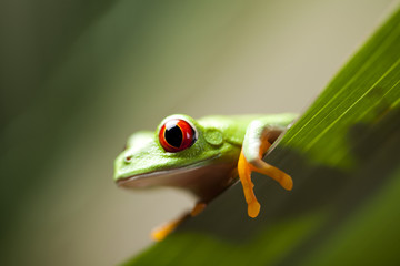 Frog shadow on the leaf 