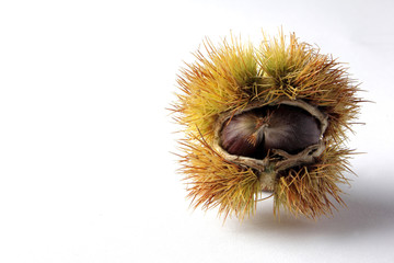 Chestnut