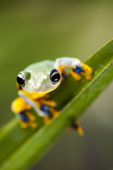 Exotic frog in indonesia