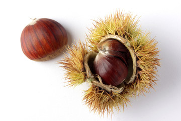 Chestnut