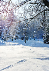 Winter forest in a frosty sunny day