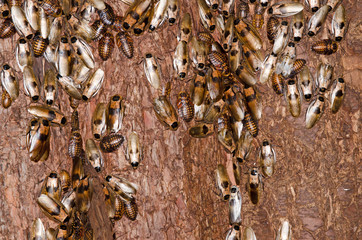 Cockroaches on tree bark