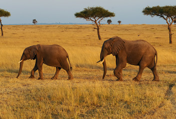 Fototapeta na wymiar Masai Mara Słonie