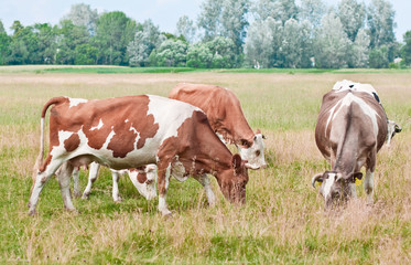 Fototapeta na wymiar Cows pasture