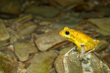 リュウキュウカジカガエル