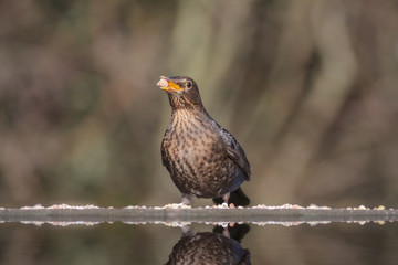 Female Blackbird