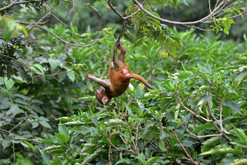 Playing macaque monkey in the jungle