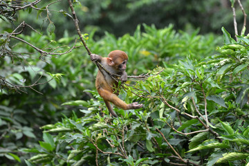 Playing macaque monkey in the jungle