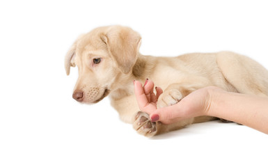 puppy and hand