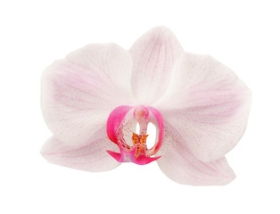 Fototapeta na wymiar Pink streaked orchid flower isolated on a white background