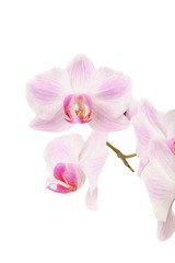 Pink streaked orchid flower isolated on a white background