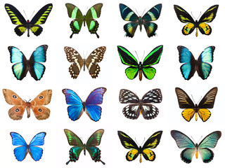 Tropical butterflies