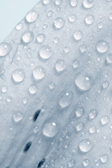 Closep of Lily Leaf with Water Drops